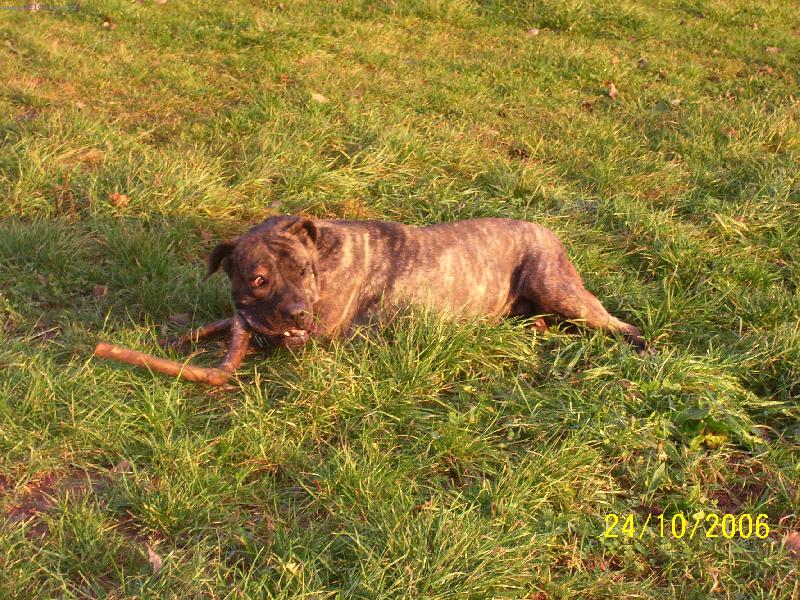 Foto: Bonna-jestli se přiblížíš, nadělám z tebe třísky...