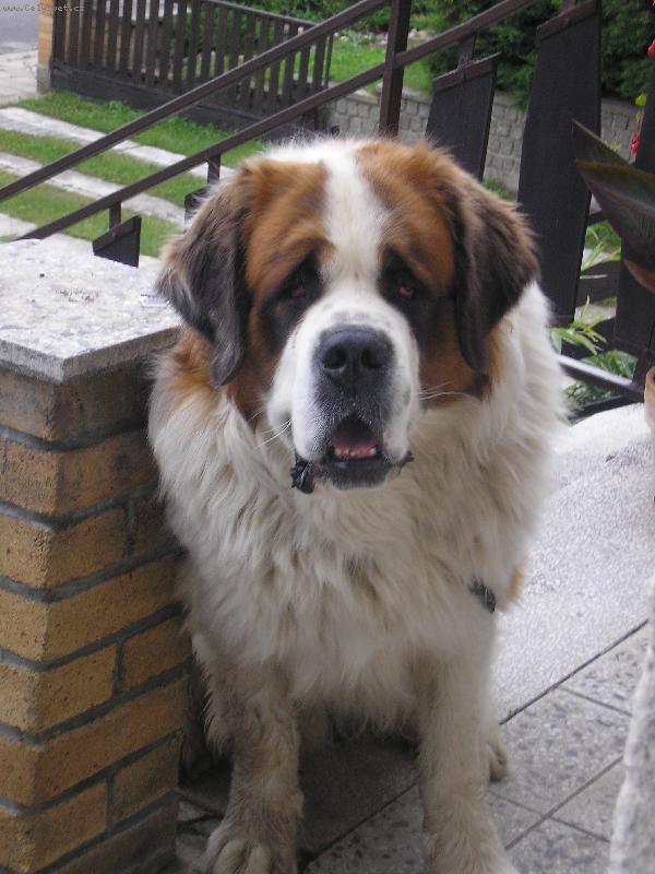 Foto: Bohoušek-Klásňoušký....nekouše...