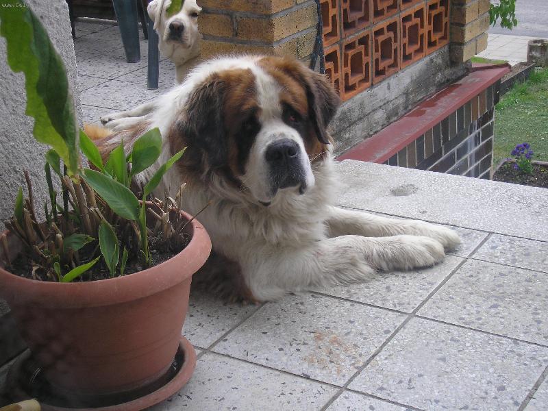 Foto: můj pejsánek Bohoušek-nekouše