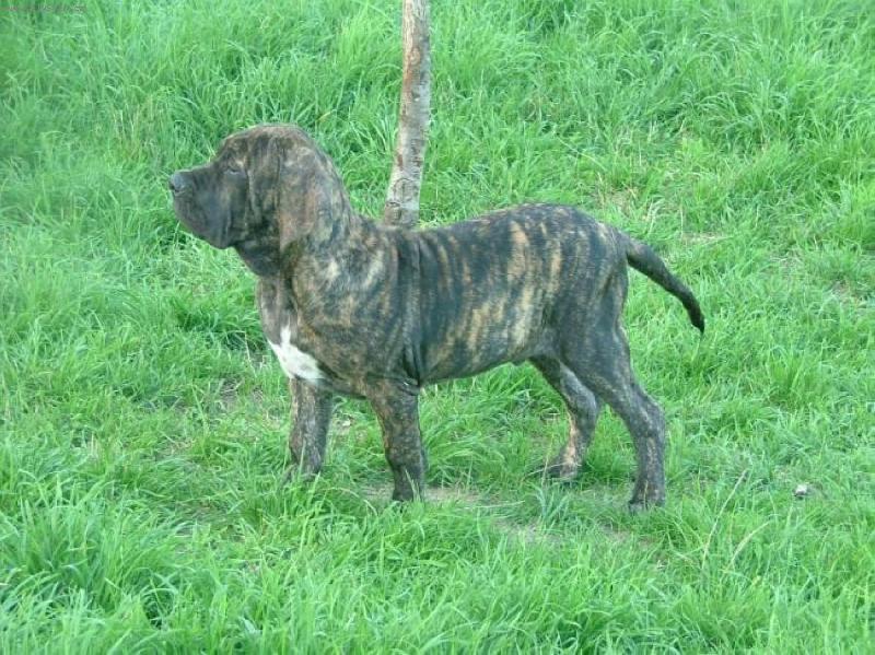 Foto: Bandit-Bandit je velice statny, koznaty, ostrazity.pejsek, ktery je nasi velkou nadeji