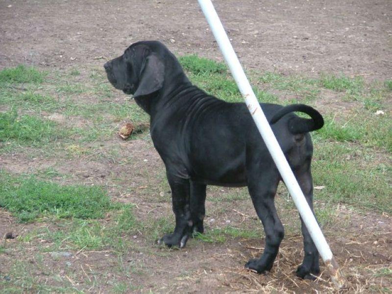 Foto: Brugga-cerna fenka, 3 mesice stara, velice statna, koznata