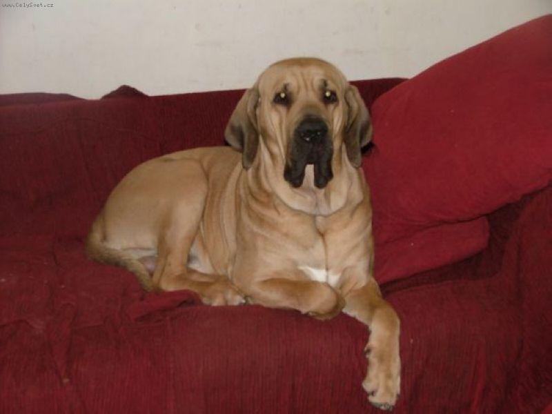 Foto: Utrillo-Utrillo je 3 roky stary statny pes