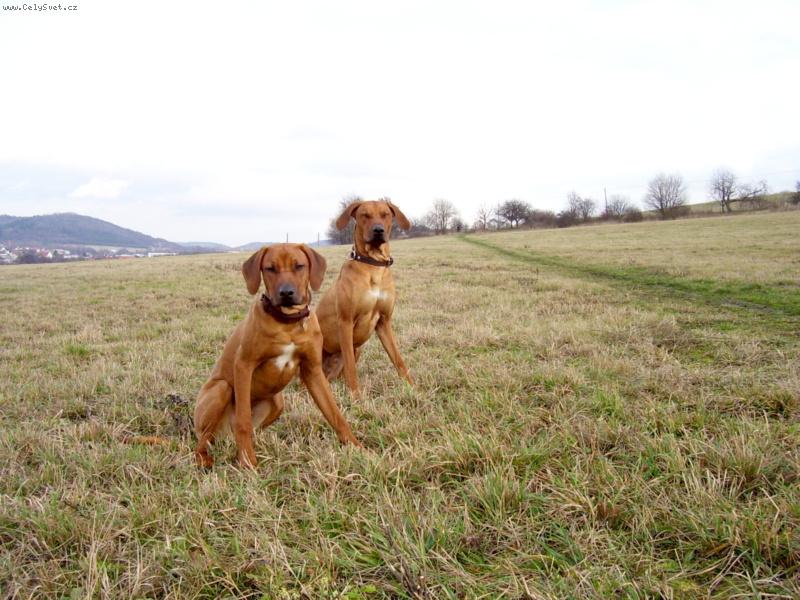 Foto: Maddox a Rhody