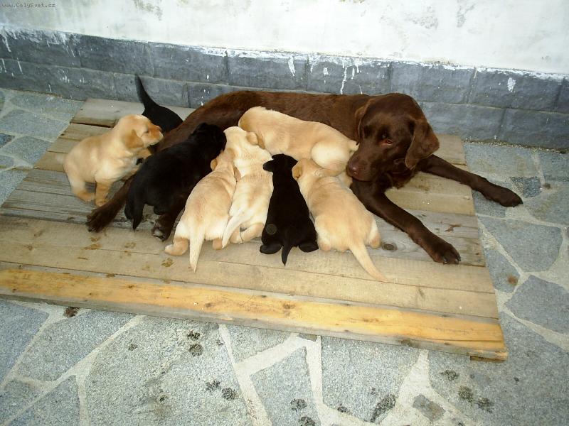 Foto: naše nelinka a její Miminka