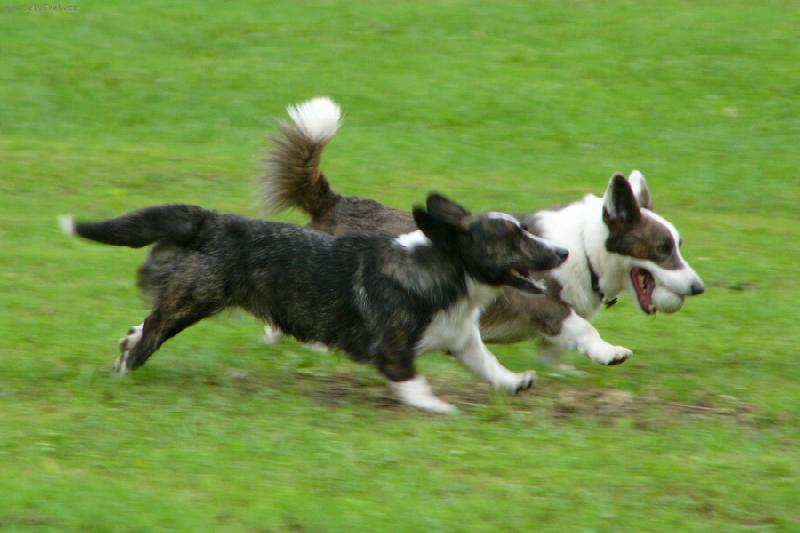 Foto: Cardigan je sportovec-Dakota a Barbucha Corlan Gi