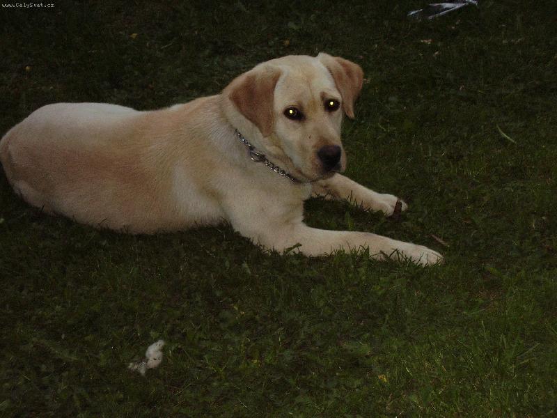 Foto: kuk-To ja naše Cindi. Je jí 1 rok je to velmi neposedný pes ale také je docela hodná až na některé úlety!!!!!