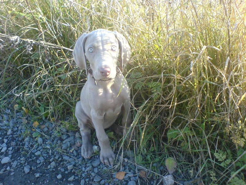 Foto: Arwen v divočině ;)