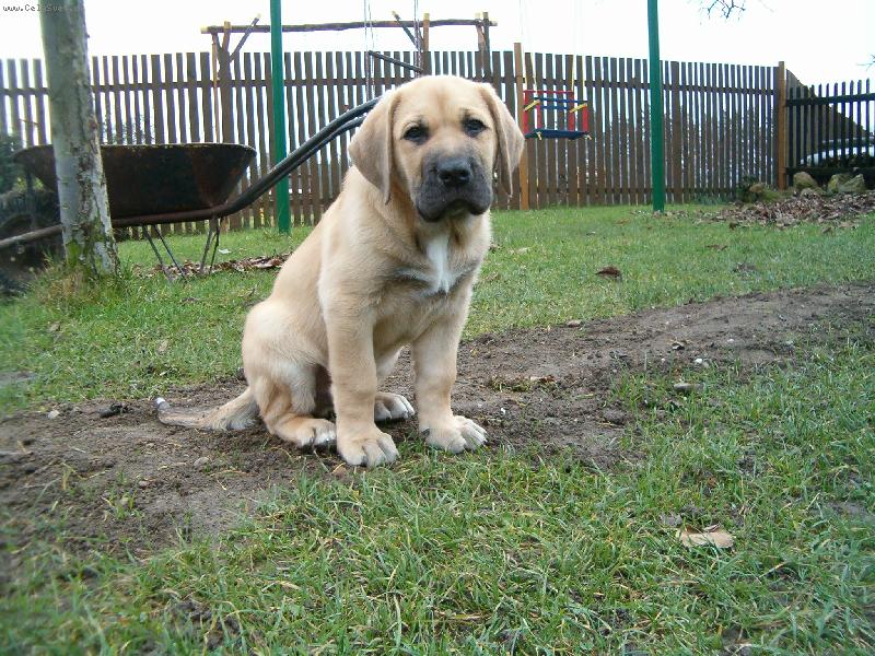 Foto: Cézar-Je mi 10 týdnů