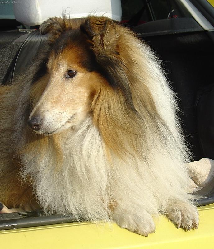 Foto: Voodoo´s Vow ze Zlaté Jalny (*1996)-Interšampion - Český, Slovenský, Poslký, Rakouský a Německý (VDH) šampion