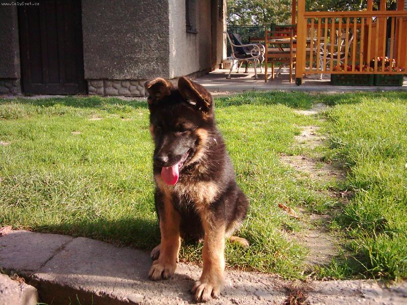 Foto: Malý Britek-Je moc pěkný