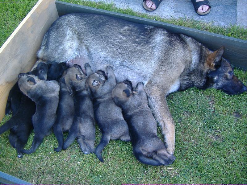 Foto: Arga-Naše matka hrdinka :o)