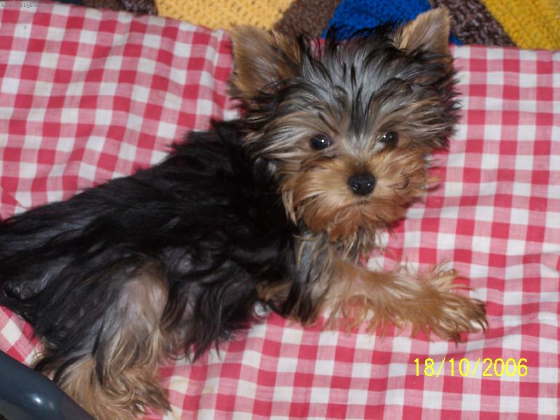 Foto: Náš Montík-štěně 4 měsíce