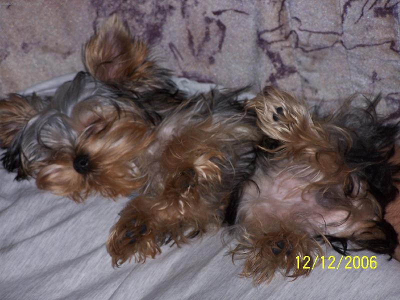 Foto: Montík-takhle odpočívám