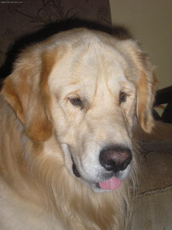 Foto: Shaggy-Miláček Shaggy