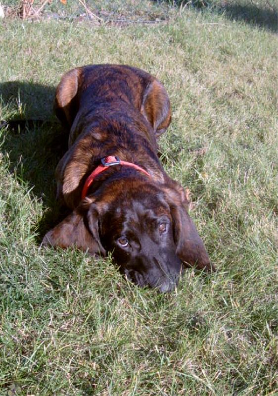 Foto: Car z Prokopské hájenky-Štěně hannoverského barváře- 5 měsíců