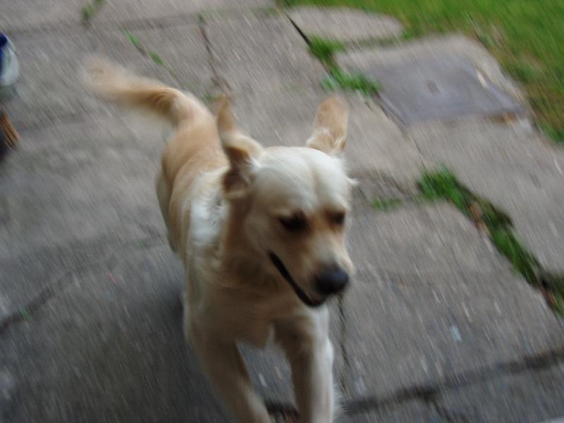 Foto: Zlatý retrívr v běhu