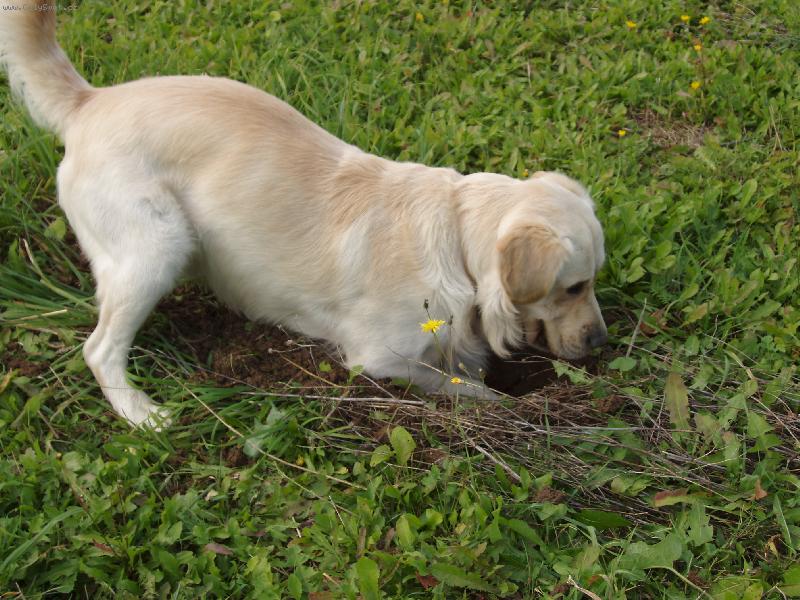 Foto: kde seš ty jedna malá šedivá potvoro?!?-.....jen počkej až tě sním!