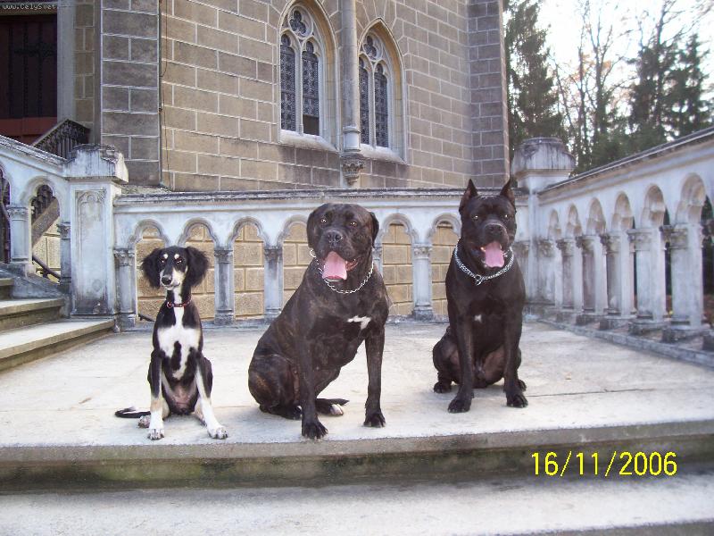 Foto: Cane corso + Saluki