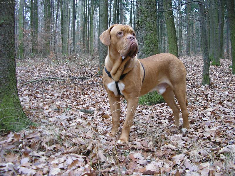 Foto: Gabouš v lesíku