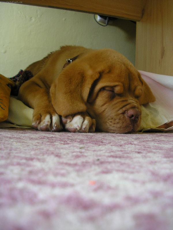 Foto: Gabík jako pre