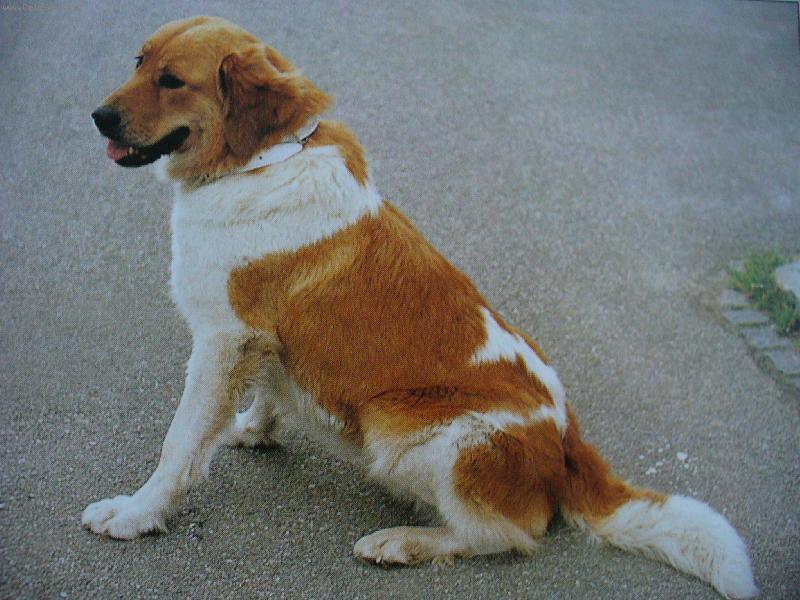 Foto: český horský pes