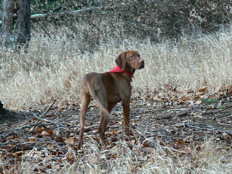 Foto: Paddy je rád v lese