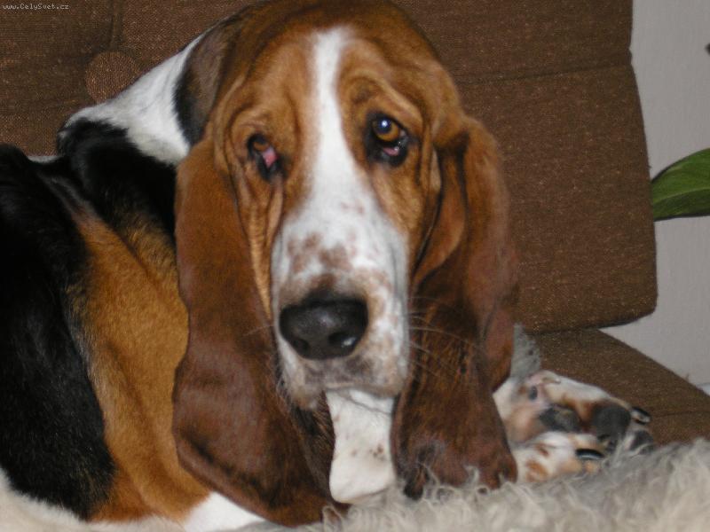 Foto: Domácí pohoda