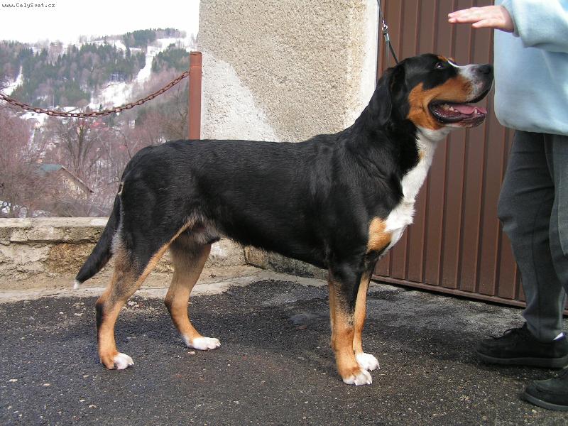 Foto: Karon - Lucky Swiss-Karon - Lucky Swiss