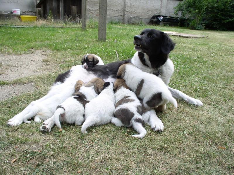 Foto: Francis Netolická obora