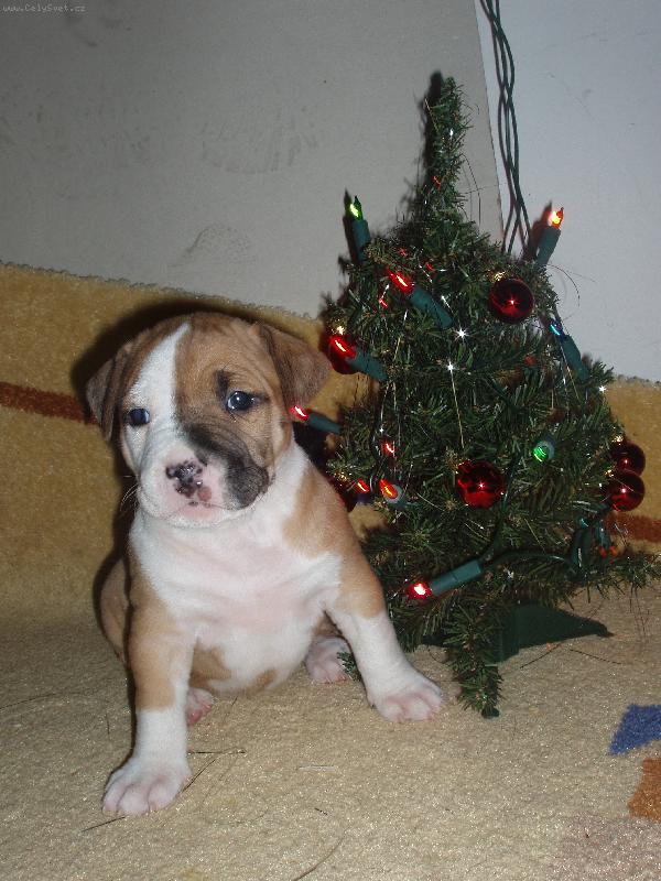 Foto: April Night Gaster-dáreček:)