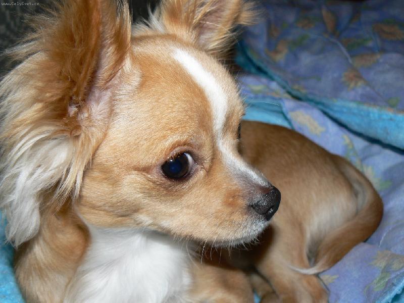 Foto: něco pro mně?...