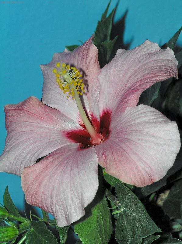 Foto: IBIŚEK ĆÍNSKÝ