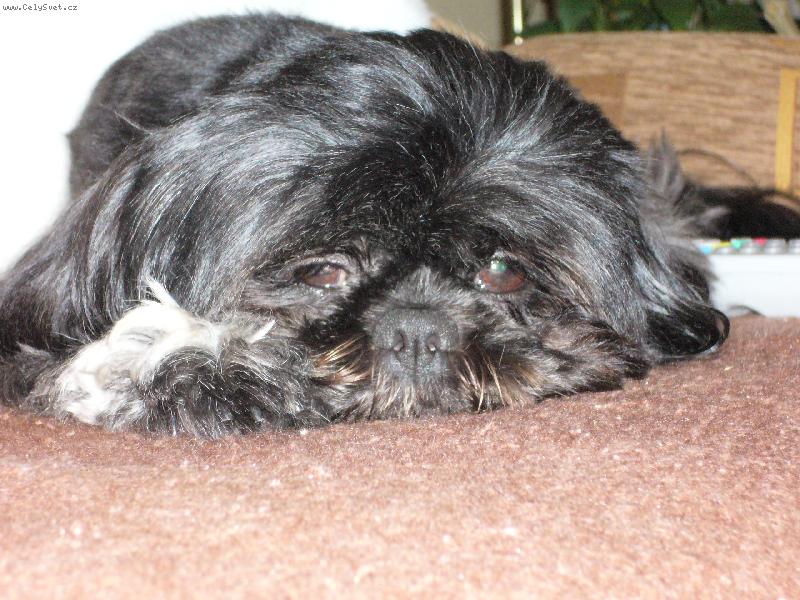 Foto: Lady-už mě zase fotíš? :-)