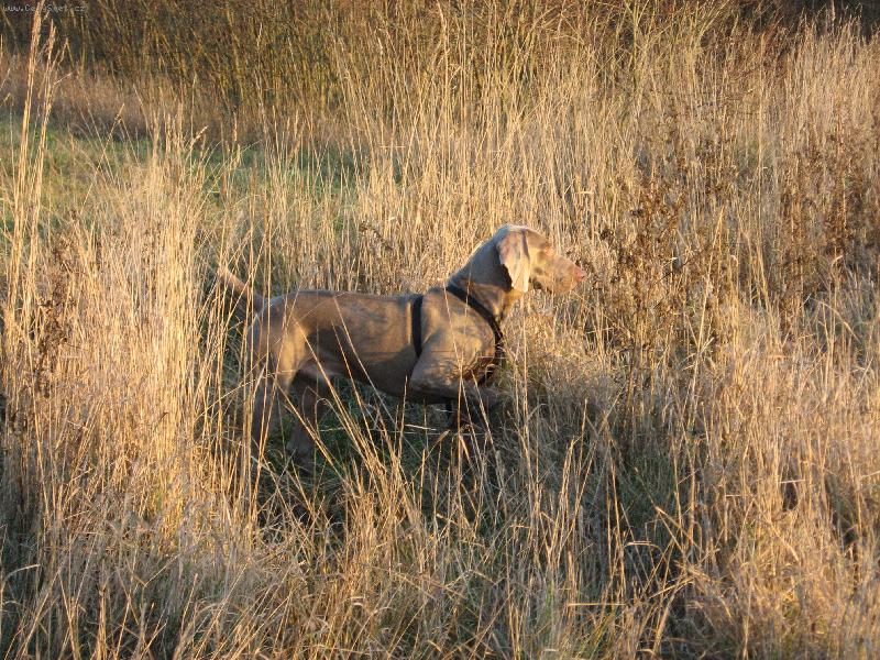 Foto: Archie-Archie se vystavuje