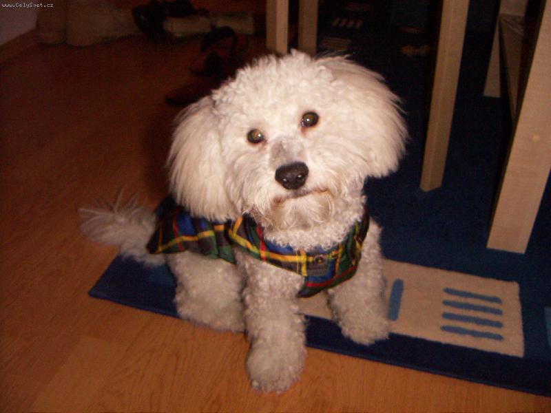 Foto: Denny-Denny v nové zimní vestičce