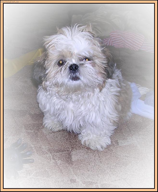 Foto: Katty-malej ďáblík