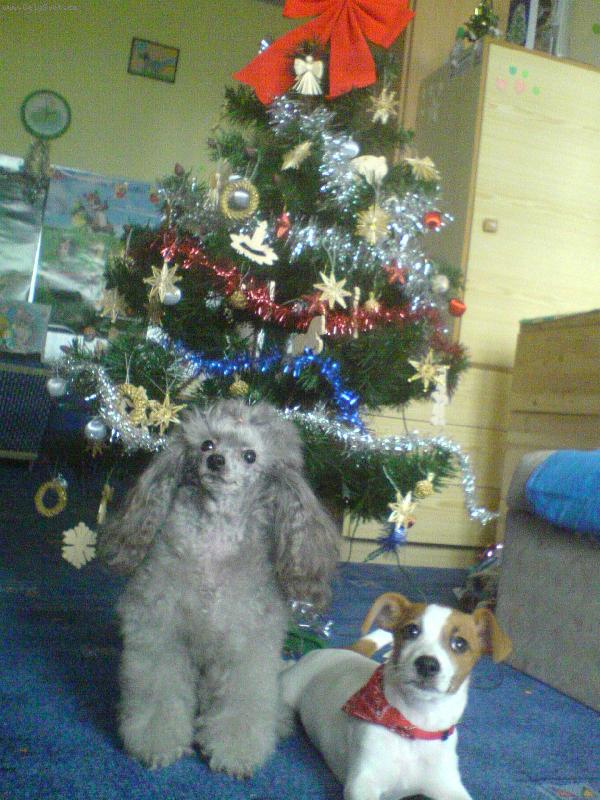 Foto: Vánoce-Veselé vánoce