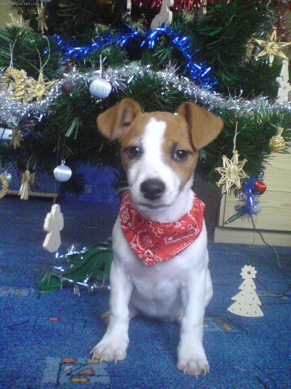 Foto: Dáreček-Pod stromečkem dáreček:-)