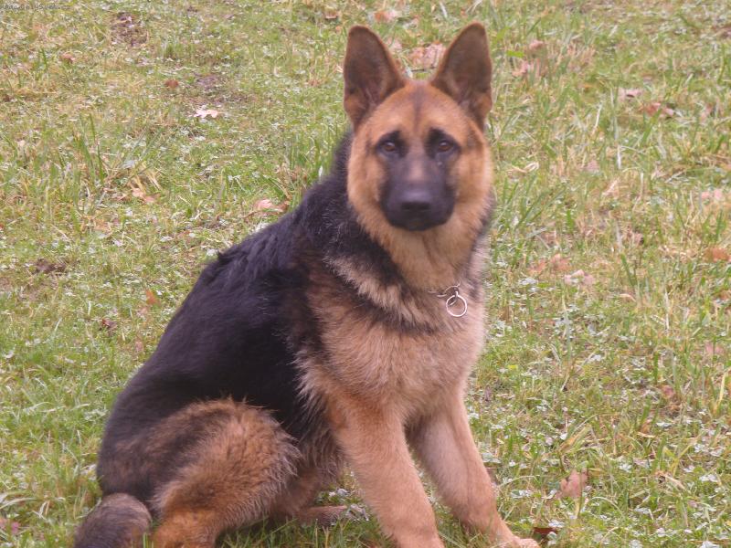 Foto: Azorek..-No co dodat můj lovec:)