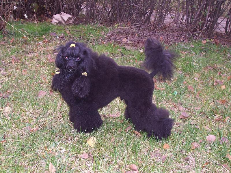 Foto: Camaro Snoopy Merry World-trénuji na výstavu