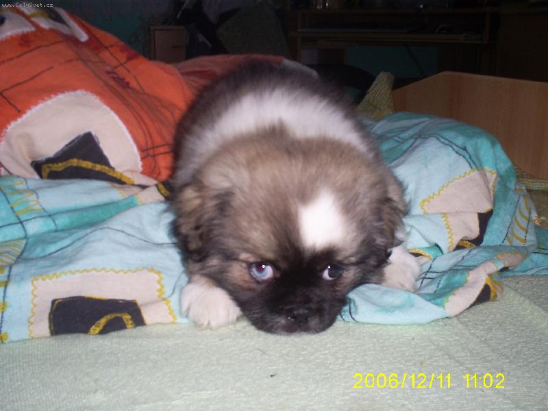 Foto: šteňátko tebeťáka