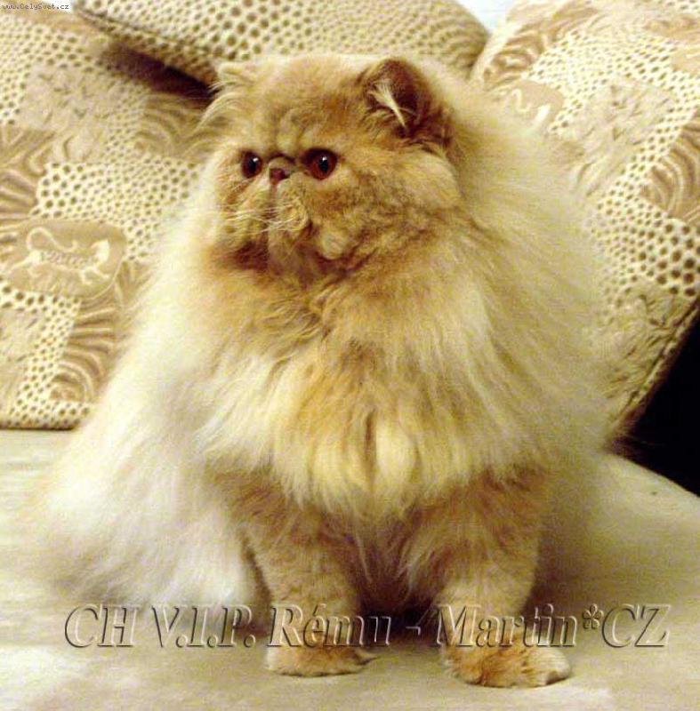 Foto: VIP Rému-Martin*CZ-krémový kocourek Vipík