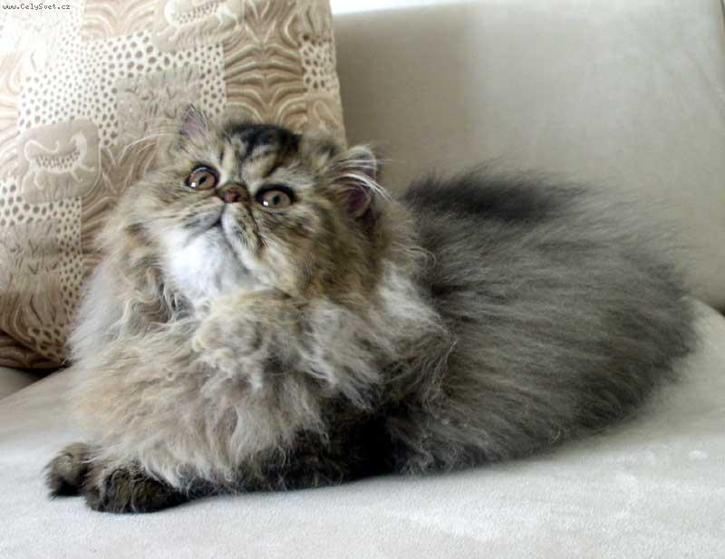 Foto: Xantypa Rému-Martin-Xanti - naše mouraté štěstí