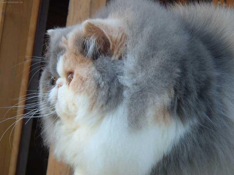 Foto: Wata Gashi Rému-Martin-Watička je cukrová panenka