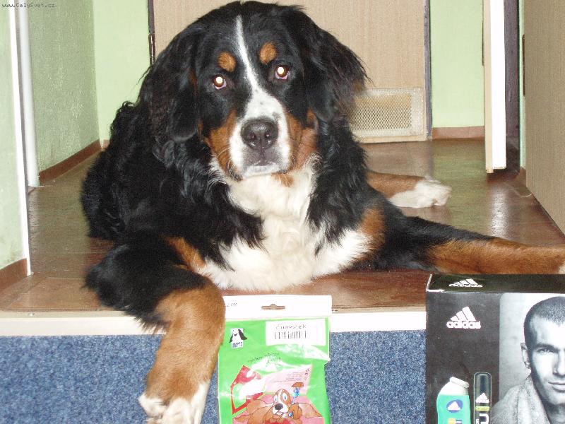 Foto: To byly vánoce...