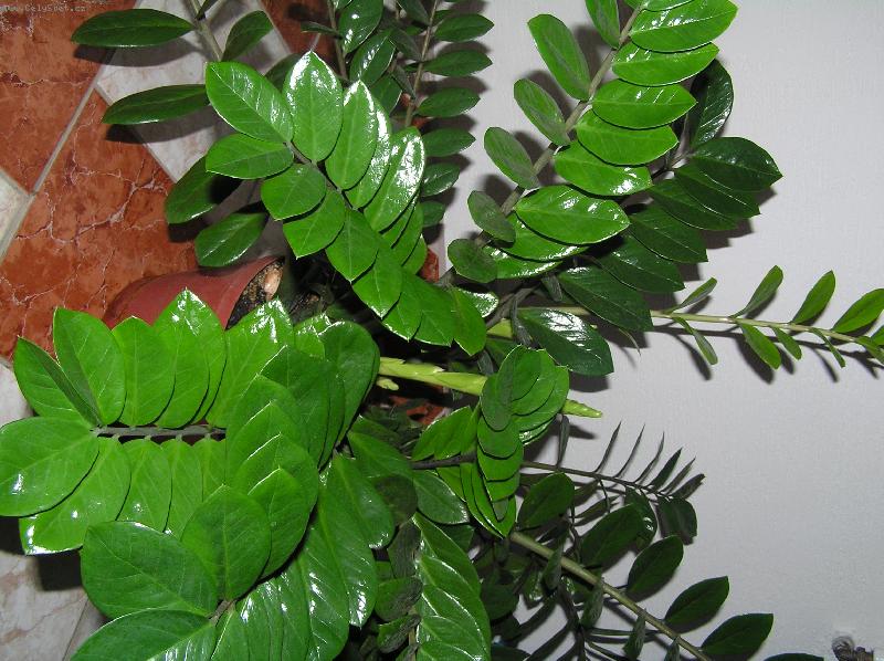 Foto: zelený nezmar