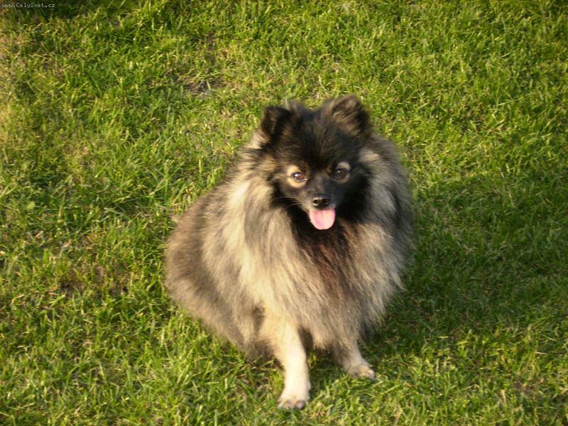 Foto: Německý špic malý vlkošedý-Falko z Hrabovských luk