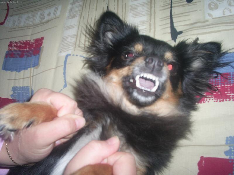 Foto: Besinka-Už mě nelechtejte!