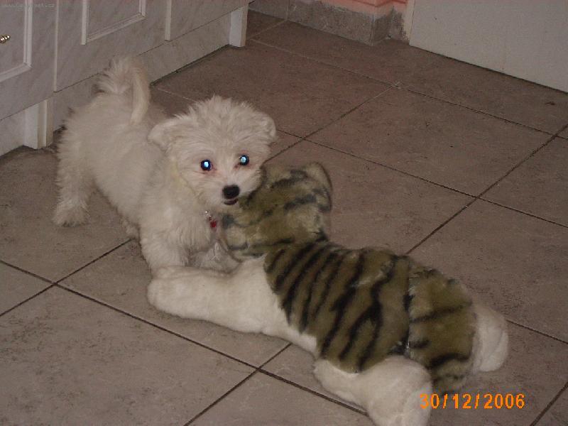 Foto: Tak takhle si hraji s tygříkem