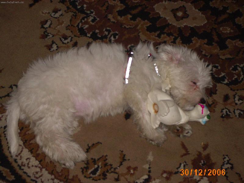 Foto: Po hrátkách s tygříkem jsem hned usnula s dinosauríkem